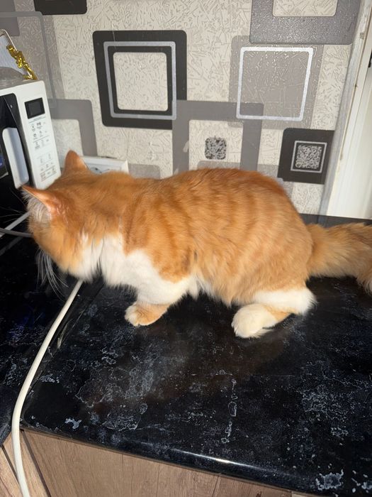 Srocna qiz bola muwik kerak