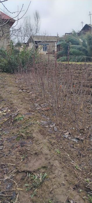 Lola Bagriyannik Buruchina VA Har Hil archalar bor