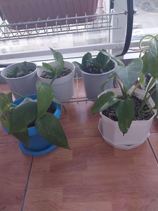 Продам комнатные цветы.