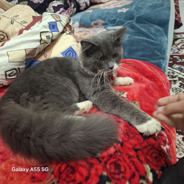 Мушук кошка сотилади