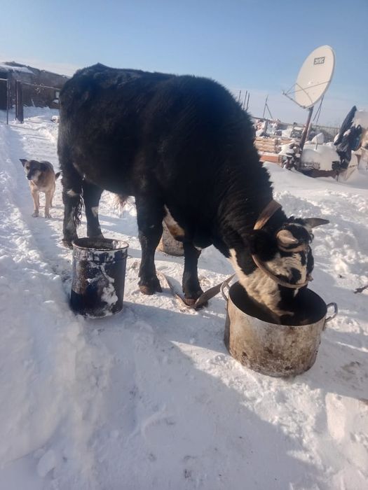 Продается быков буеп