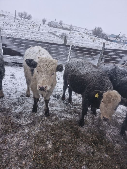 Бұқалар сатылады