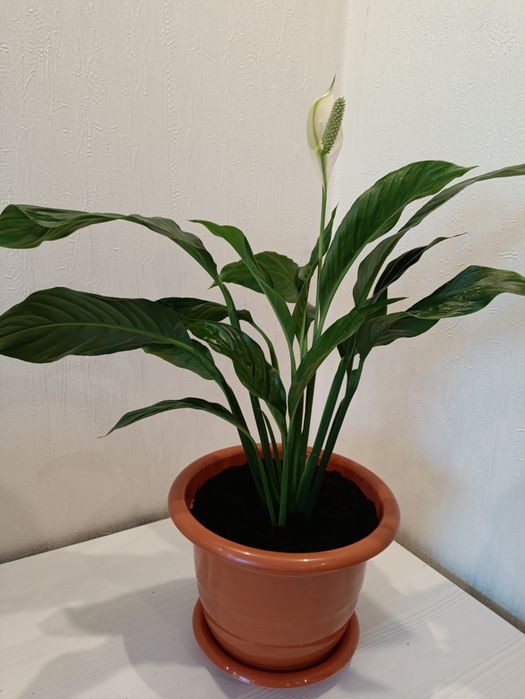 Женское счастье, спатифиллум