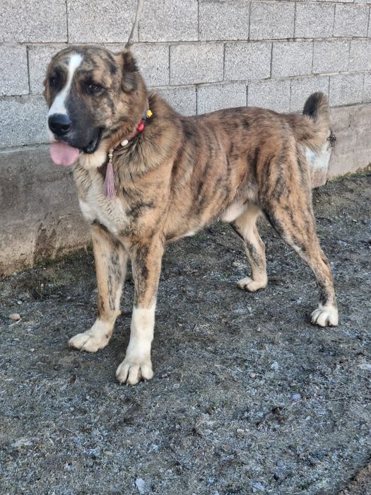 Молодой ит сатылады