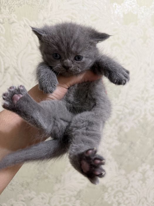 Tozza zotlik mushukchalar