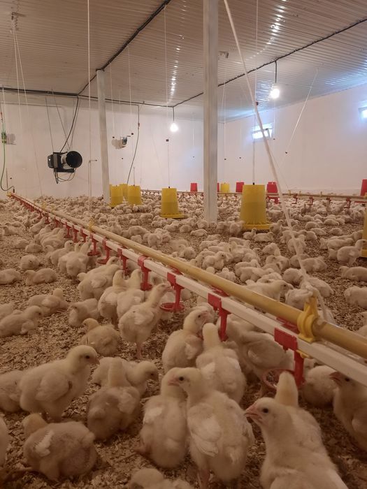 Бройлеры Росс 308