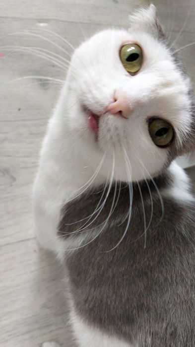 Кот Тоша , кастрированный