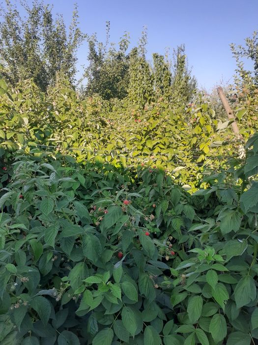 Butaşi zmeura soi polka