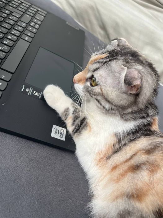 Кошка шодлански