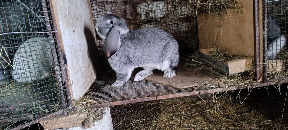 Iepurii Berbec German