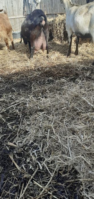 Vând capră anglonubiană