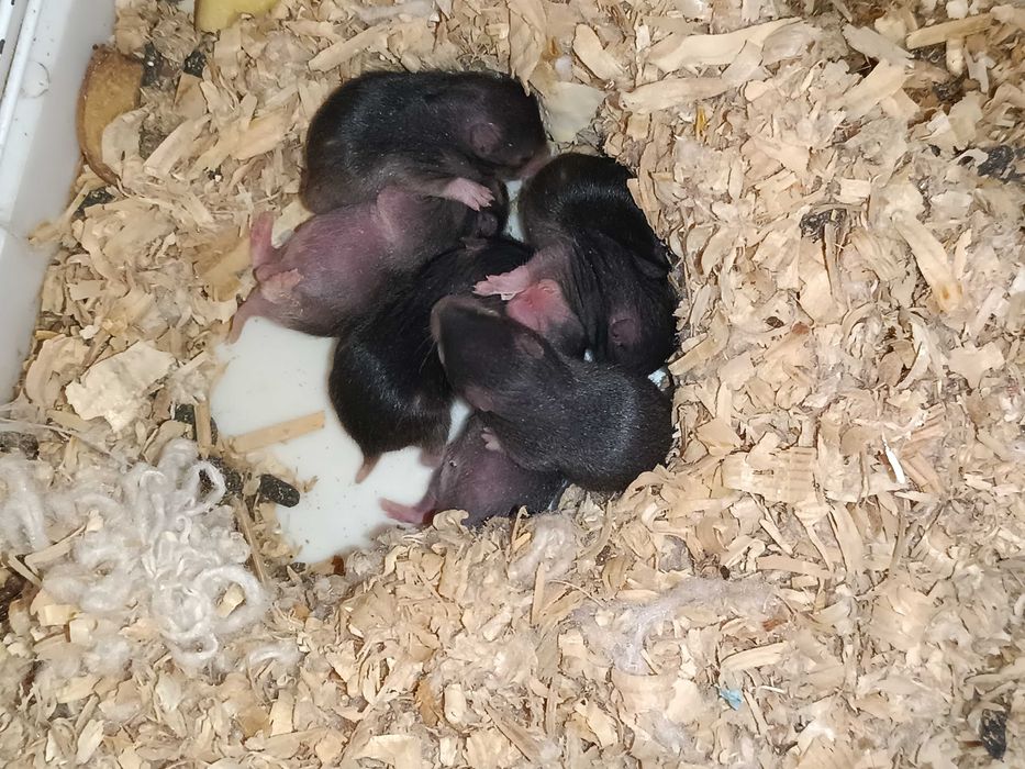 Хомячки с детьми