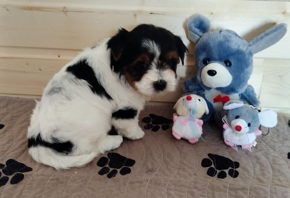 Очаровательные щенки бивера.