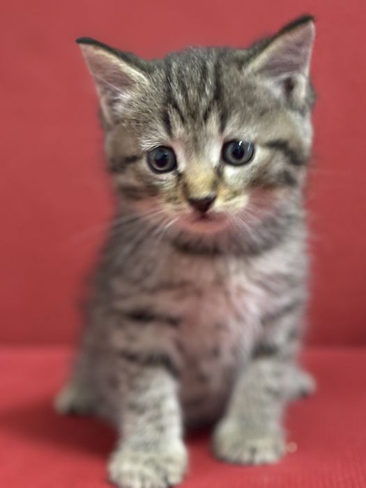 Котята ласковые