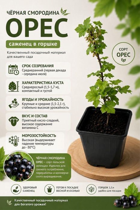 Черная смородина