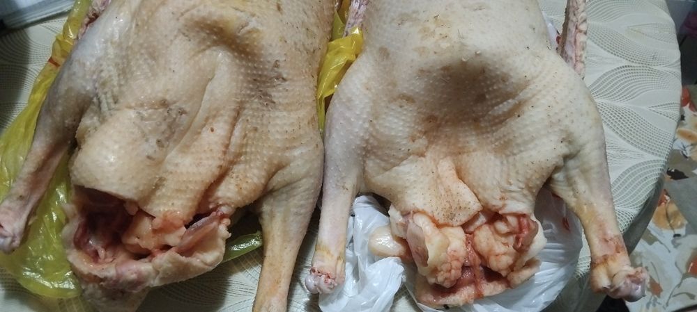 Домашние   гуси.