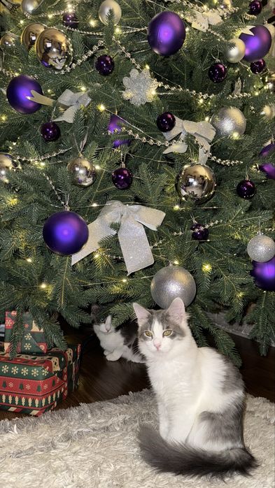 Котенок (девочка)