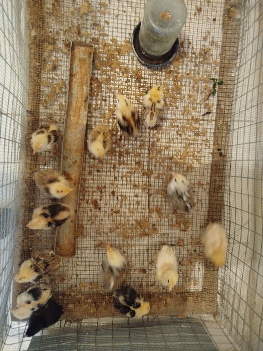 Балапан сатылады