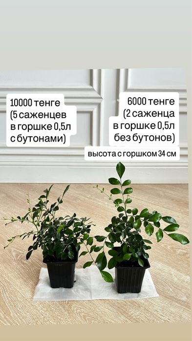Мурайя (муррайя, японский жасмин), мирт