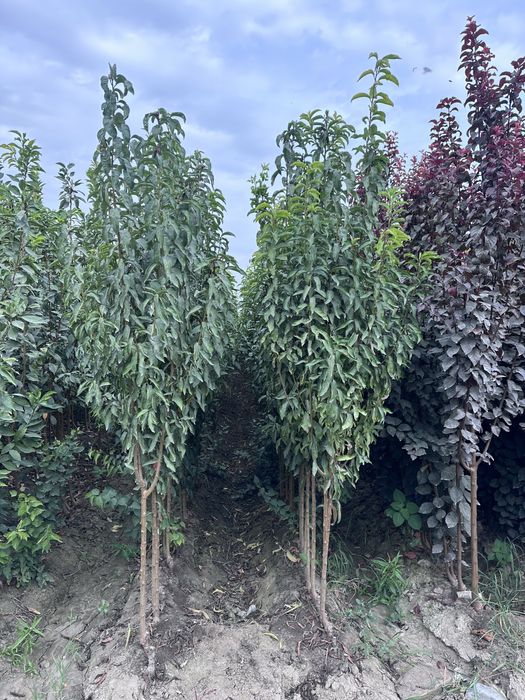 Кучатлар бор Ko’chatlar sotiladi Мевали ва Декотарив