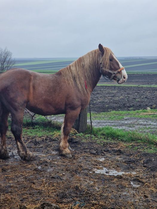 Armăsar de vânzare