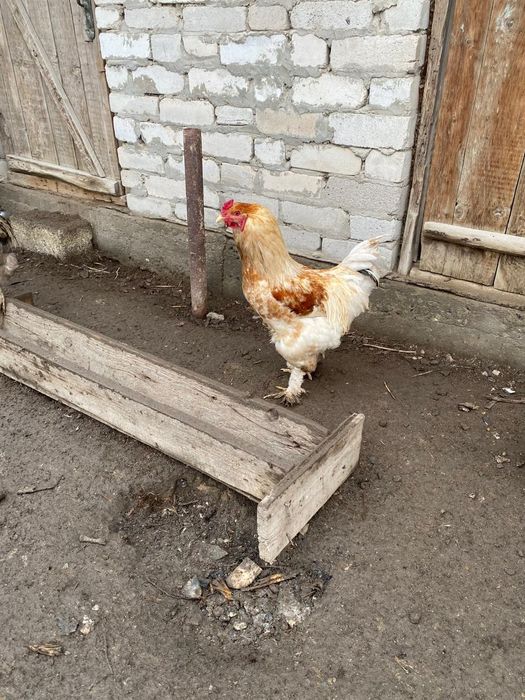 Петухи взрослые.