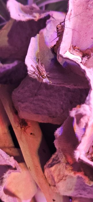 Домовые сверчки живые