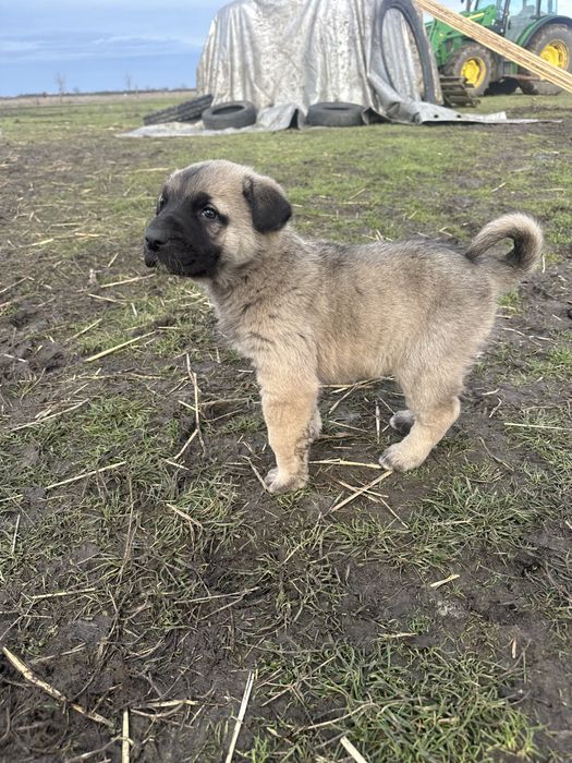 Femela kangal caine kangal