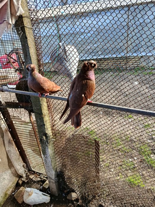 De vânzare jucători