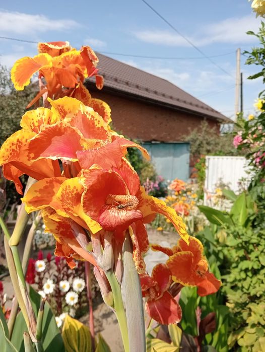 Продам, цветы каны цветные