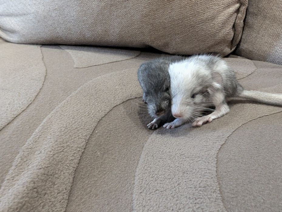 Шиншиллы. Бронирование