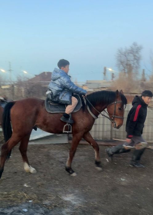 Полу кровь құнан сатылады