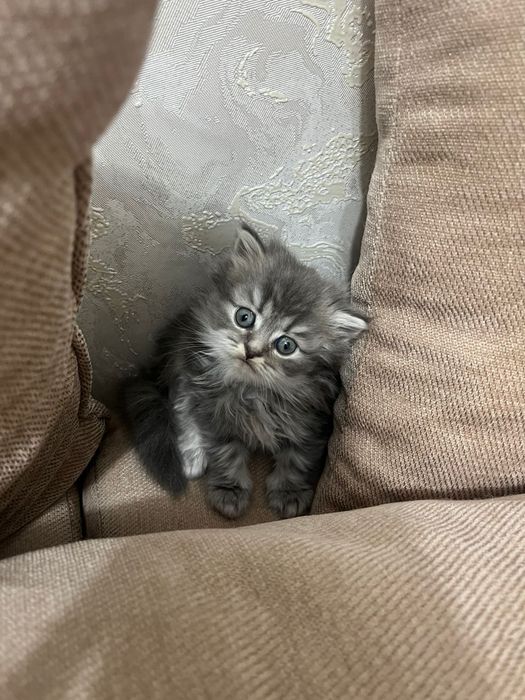 Котята породистые