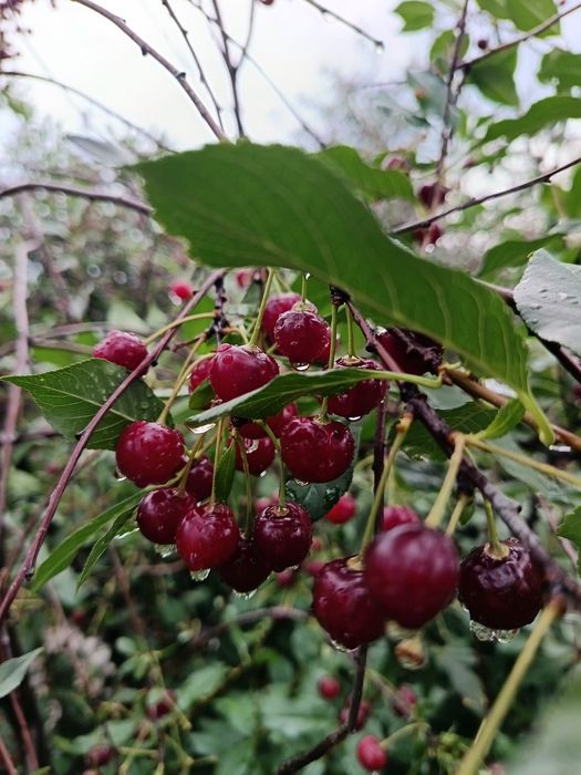 Продам вищню дачную