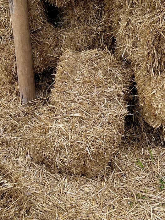 Сомон прес майин шу йилги