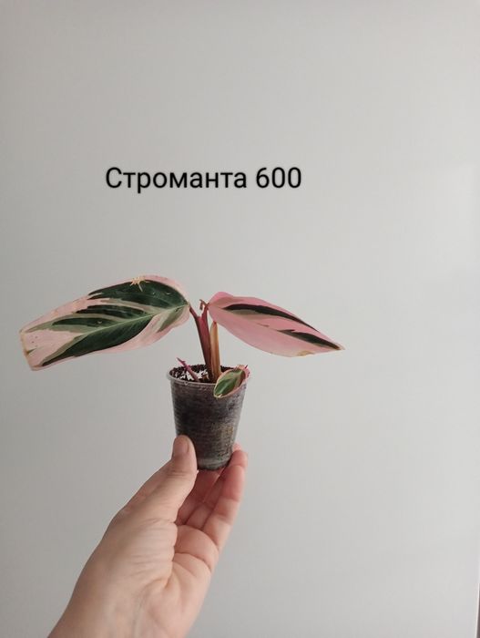 Продам комнатные цветы