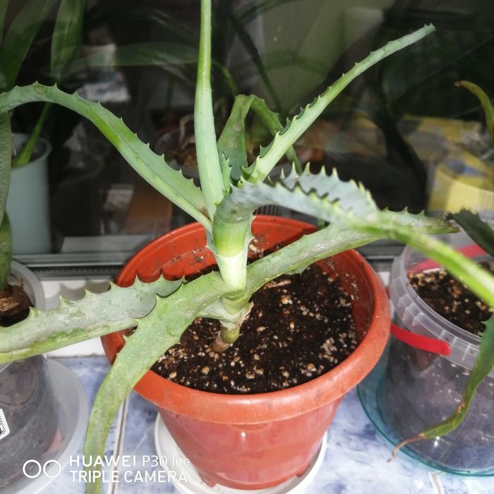 Aloe Vera Barbadensis Miller
