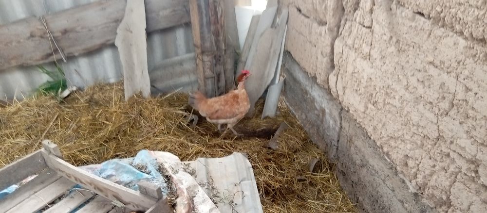 Продам курей хорошо несутся