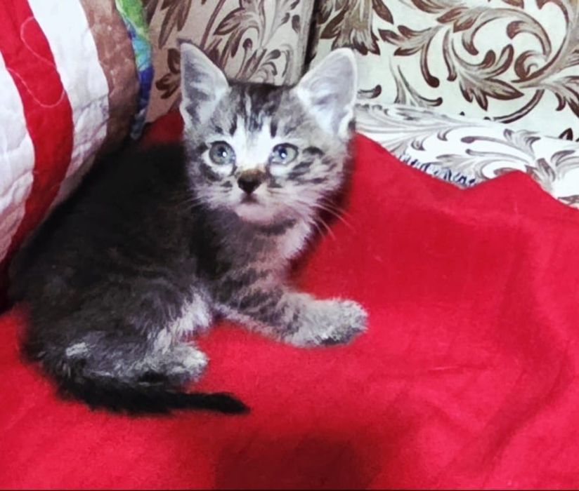 Котятки ищут любящие дома !
