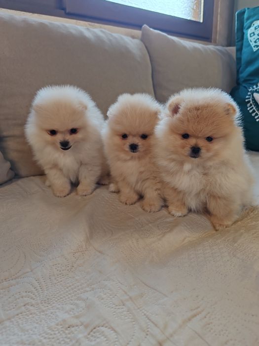 Померан мини померанчета.