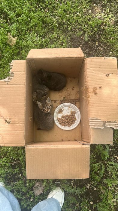 Котенок в добрые руки