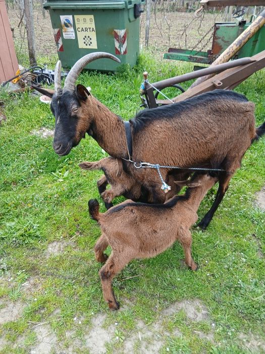 Capră alpina franceza