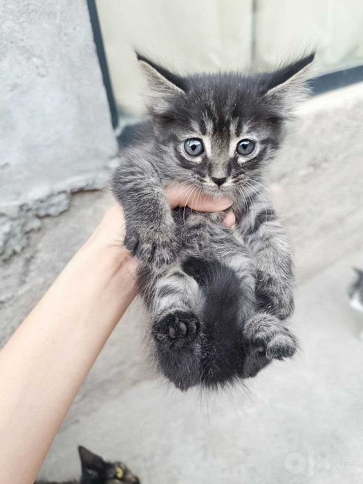 Котята даром, в добрые руки