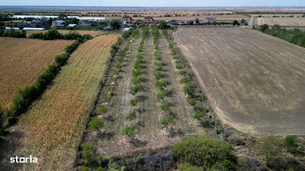 Vanzare teren 9654 mp, deschidere 27m, comuna Dobra, sat Dobra