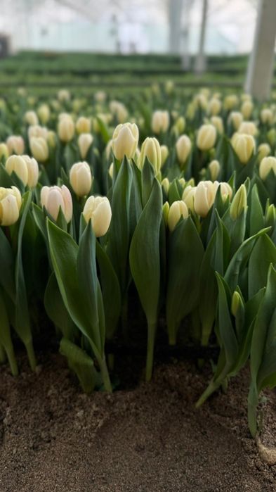 Продажа Тюльпанов Оптом