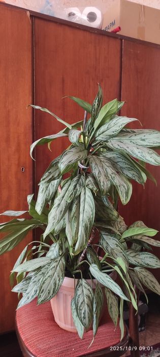 Аглонема. Комнатное растение.