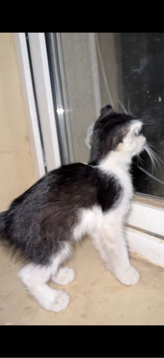 Котёнок бесплатно