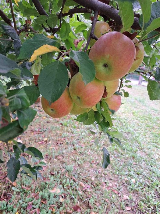 vand mere pentru iarna