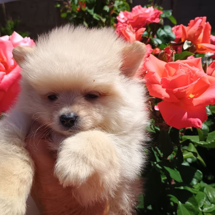 Pomeranian Mini Toy