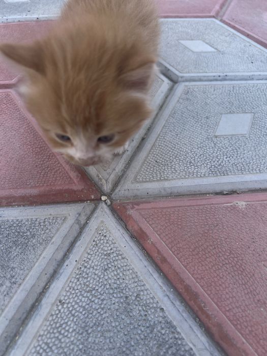 Котята. Мысықтарды бағатын адамға беремін.